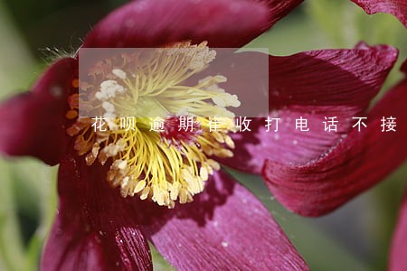 花呗逾期崔收打电话不接 花呗逾期崔收打电话不接