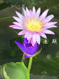 花呗逾期工作人员发短信 花呗逾期工作人员发短信