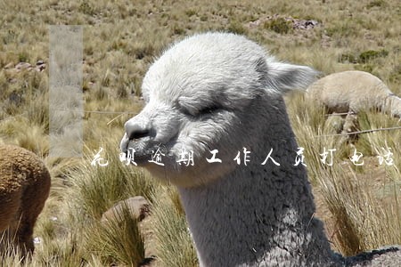 花呗逾期工作人员打电话怎么办 花呗逾期工作人员打电话怎么办