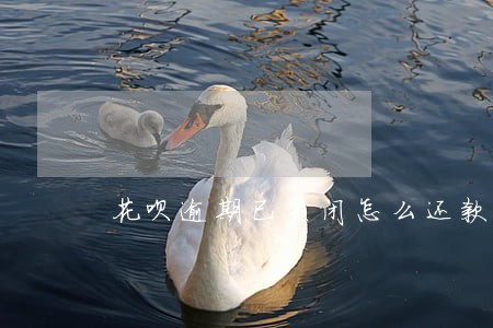 花呗逾期已关闭怎么还款 花呗逾期已关闭怎么还款