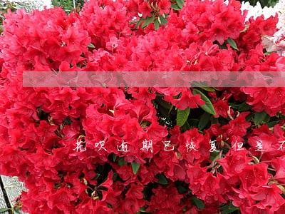 花呗逾期已恢复但是不能用 花呗逾期已恢复但是不能用