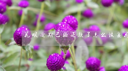 花呗逾期已经还款了怎么恢复花呗