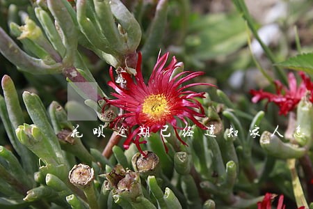花呗逾期已经通知家人怎么办 花呗逾期已经通知家人怎么办