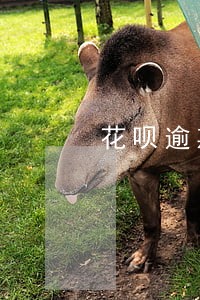 花呗逾期已还完会不会打电话催账 花呗逾期已还完会不会打电话催账