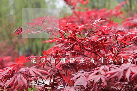 花呗逾期已还清什么时候可以使用 花呗逾期已还清什么时候可以使用