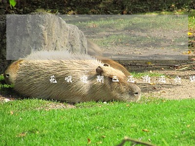 花呗逾期已还清还会收到律师函吗