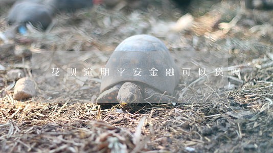 花呗逾期平安金融可以贷吗 花呗逾期平安金融可以贷吗