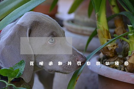 花呗逾期并罚息可以挽回吗 花呗逾期并罚息可以挽回吗
