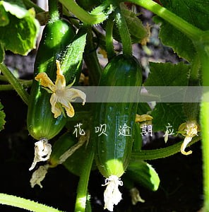 花呗逾期应该备用金 花呗逾期应该备用金
