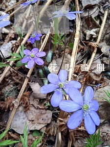 花呗逾期延期一年全部还清 花呗逾期延期一年全部还清