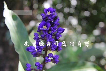 花呗逾期开通网商贷 花呗逾期开通网商贷
