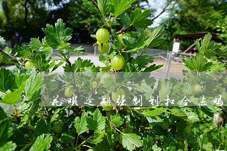 花呗逾期强制划扣合法吗 花呗逾期强制划扣合法吗