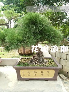 花呗逾期影不影响买车贷款