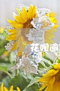 花呗逾期影不影响分期手机 花呗逾期影不影响分期手机