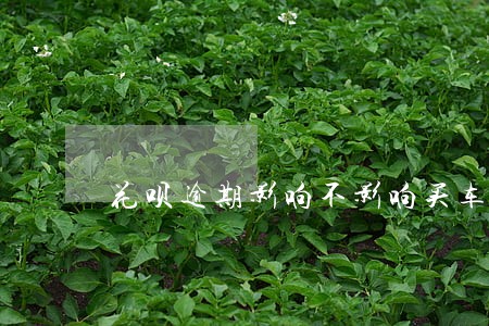 花呗逾期影响不影响买车贷款 花呗逾期影响不影响买车贷款