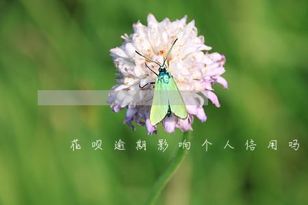 花呗逾期影响个人信用吗 花呗逾期影响个人信用吗