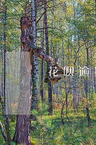 花呗逾期影响交通卡 花呗逾期影响交通卡