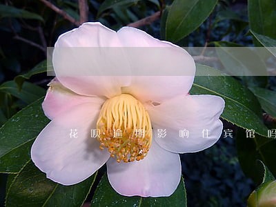 花呗逾期影响住宾馆吗