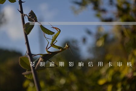 花呗逾期影响信用卡审核 花呗逾期影响信用卡审核