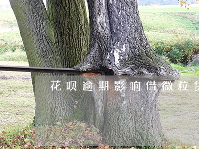 花呗逾期影响借微粒贷吗 花呗逾期影响借微粒贷吗