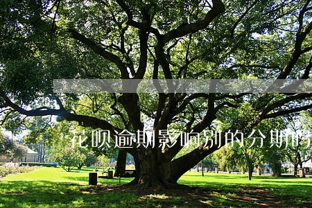 花呗逾期影响别的分期吗