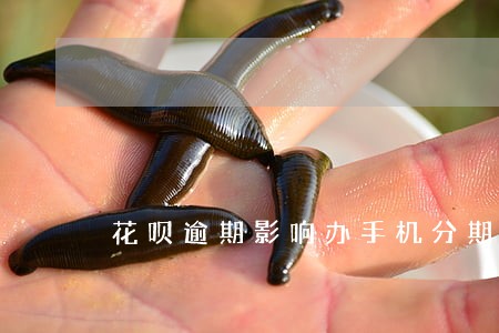 花呗逾期影响办手机分期么 花呗逾期影响办手机分期么