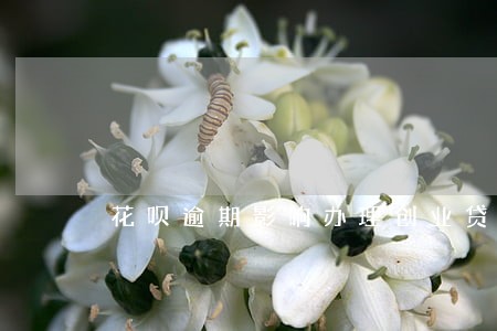 花呗逾期影响办理创业贷款吗 花呗逾期影响办理创业贷款吗