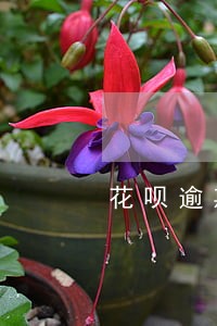 花呗逾期影响办社保吗