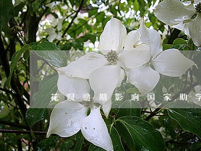 花呗逾期影响国家助学贷款吗 花呗逾期影响国家助学贷款吗