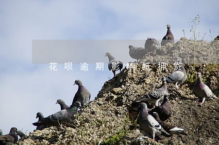 花呗逾期影响抵押贷 花呗逾期影响抵押贷