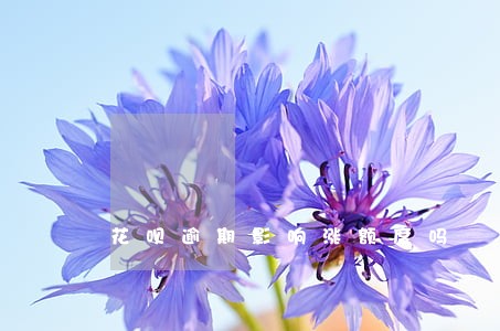 花呗逾期影响涨额度吗 花呗逾期影响涨额度吗