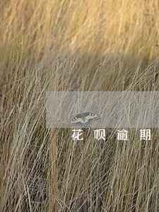 花呗逾期影响淘宝买东西吗 花呗逾期影响淘宝买东西吗