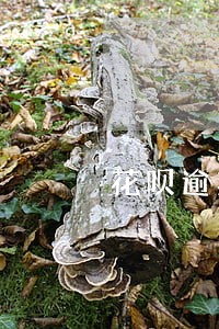 花呗逾期影响淘宝审核店铺吗 花呗逾期影响淘宝审核店铺吗