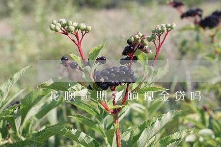 花呗逾期影响现金贷吗 花呗逾期影响现金贷吗