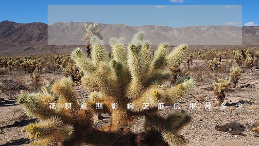 花呗逾期影响芝麻信用分多少 花呗逾期影响芝麻信用分多少