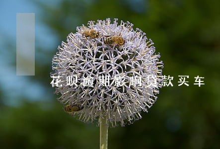 花呗逾期影响贷款买车 花呗逾期影响贷款买车