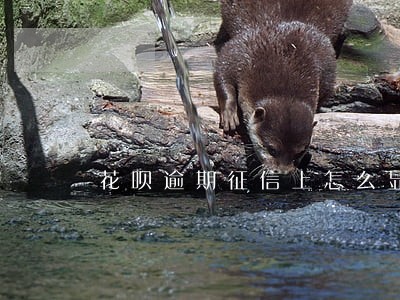 花呗逾期征信上怎么显示 花呗逾期征信上怎么显示