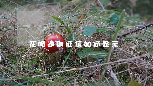 花呗逾期征信如何显示 花呗逾期征信如何显示