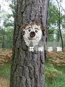 花呗逾期征信打了不显示 花呗逾期征信打了不显示