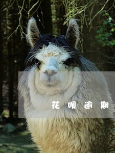 花呗逾期征信无记录吗 花呗逾期征信无记录吗