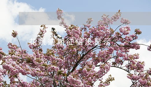 花呗逾期征信没显示 花呗逾期征信没显示
