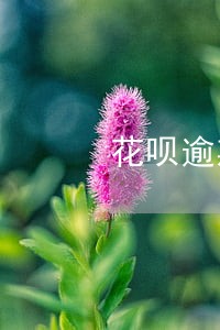 花呗逾期很久会上征信吗 花呗逾期很久会上征信吗