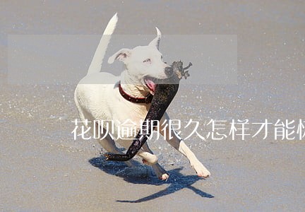 花呗逾期很久怎样才能恢复 花呗逾期很久怎样才能恢复