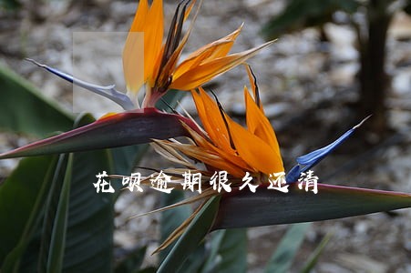 花呗逾期很久还清