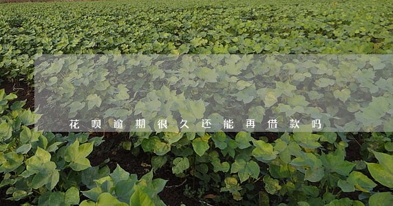 花呗逾期很久还能再借款吗 花呗逾期很久还能再借款吗