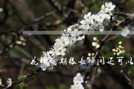 花呗逾期很长时间还可以再用吗 花呗逾期很长时间还可以再用吗