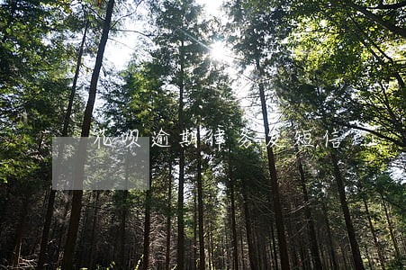 花呗逾期律务发短信 花呗逾期律务发短信