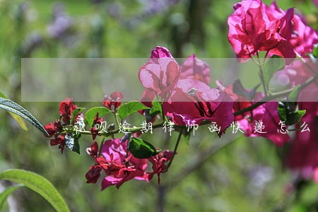 花呗逾期律师函快递怎么查到