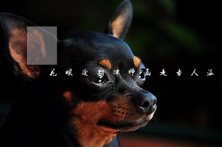花呗逾期律师函是专人派送吗 花呗逾期律师函是专人派送吗