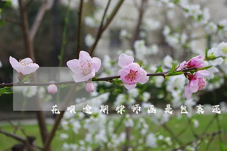 花呗逾期律师函是包裹还是快件 花呗逾期律师函是包裹还是快件
